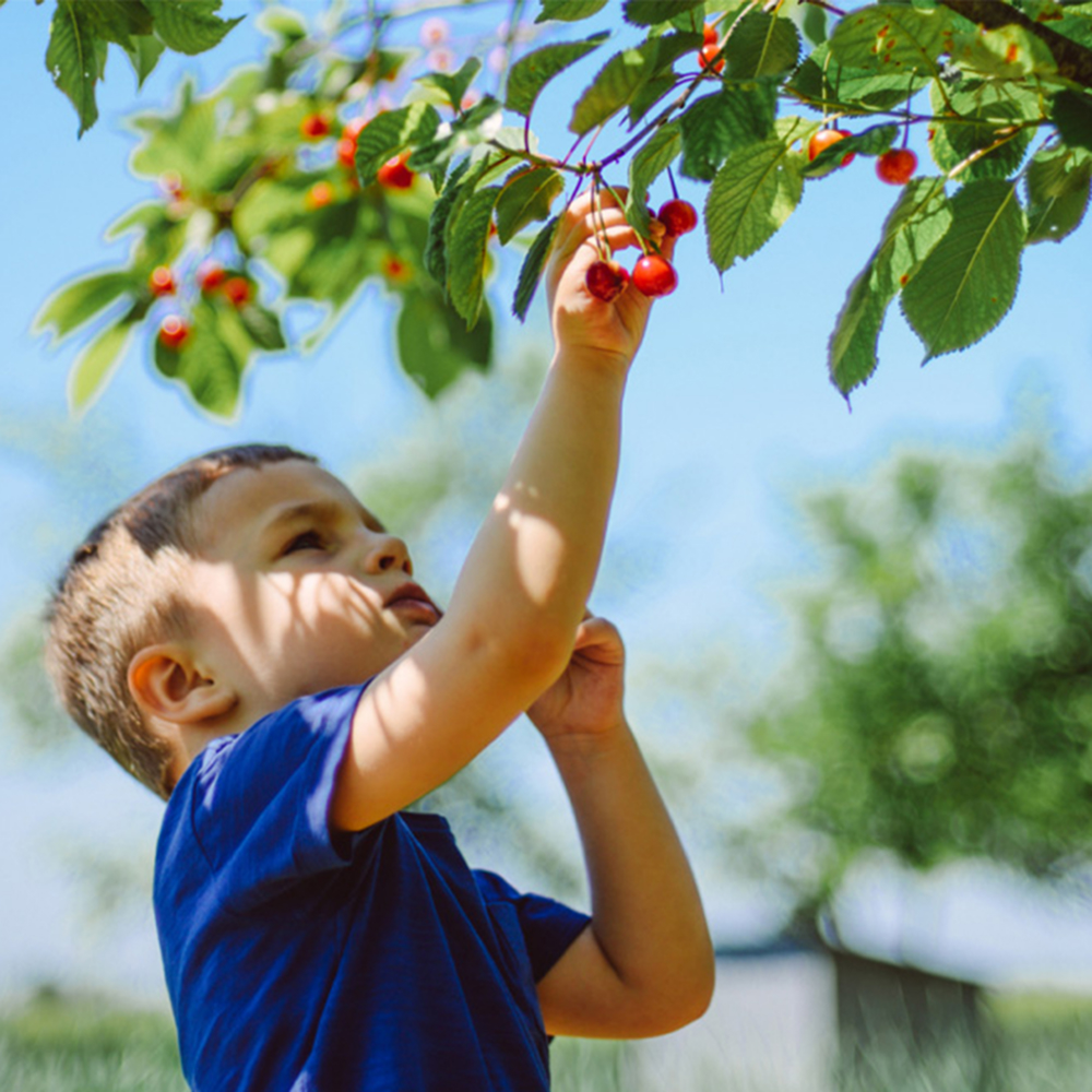 Child picking cherry